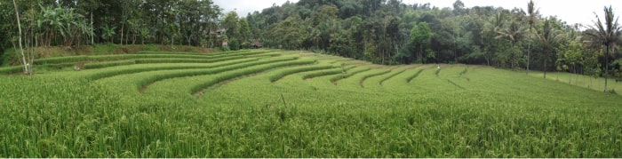 SAWAH4-min